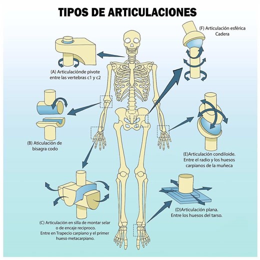 Articulaciones y sus movimientos: Tipos explicados