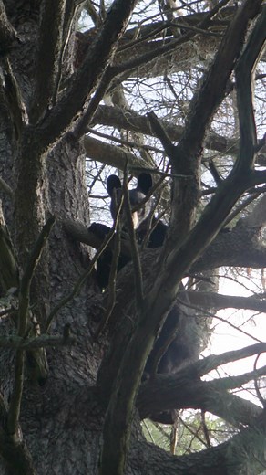 There isn’t an adrenaline rush quite like walking up to the base of a tree with a pack of hounds howling at a black bear 🐻 #bearhunting #bearchase #plotthound #houndsman #wisconsinbearhunting #beardogs #adrenalinerush #treed #alphadognutrition