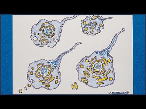 Evolution of Eukaryotes - Biology Tutorial