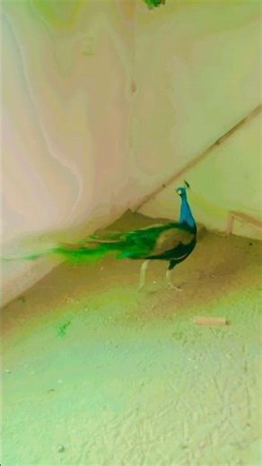 🌿🐦 Progress of My Plants and Birds | Garden & Birds Growth Update