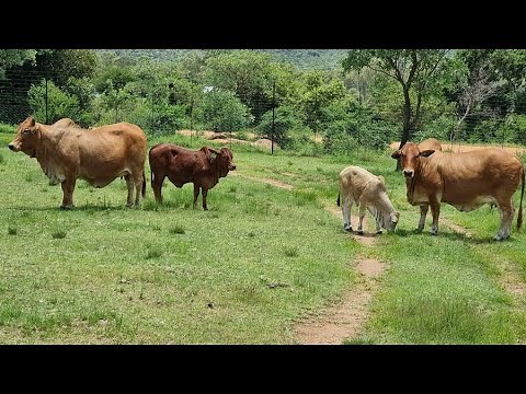 3000+ head of Cattle Feedlot For Sale Naboomspruit