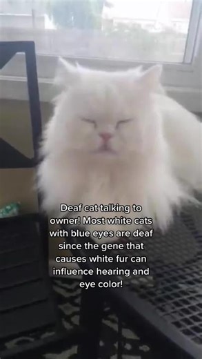 Daily Cat Facts on TikTok