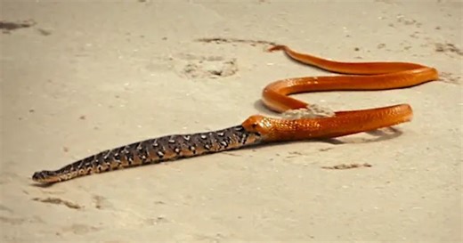 Cannibal cobra foiled as gravity helps prey escape in South Africa