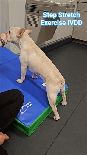 Baki’s Step Stretch | IVDD Rehab Progress! #frenchie