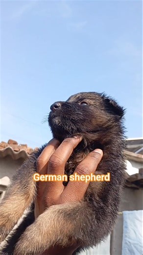 #German shepherd male Kashipur dog YouTube training video 😎😈#