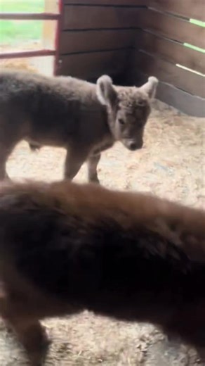 4K views · 255 reactions | Herd you were looking for us.❤️ . . . . . #Highland #cattlefarming #cows #farming #highlandcow | Highland Cattle | Facebook