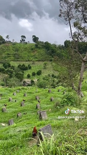 Backyard Birds on TikTok
