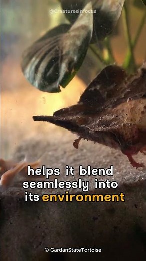 Mata Mata | The Unique Turtle On Earth