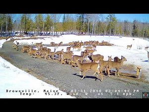 2018. 03. 31 - 637 Feeding Time on the Brownville Food Pantry Cam