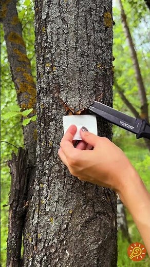 O segredo da natureza que todo mundo deveria conhecer 🔥🍃