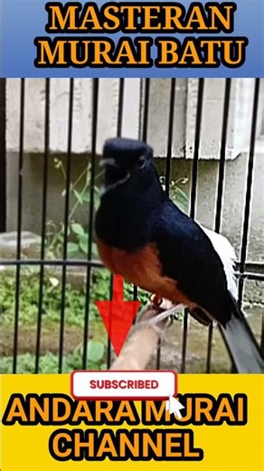 Relaxing Bird Chirping Compilation 🌿 #shorts #relax #nature