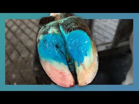 Hoof Rescue Reveal – Hidden Damage Erased ASMR #hooftrimming #animals #animalcare
