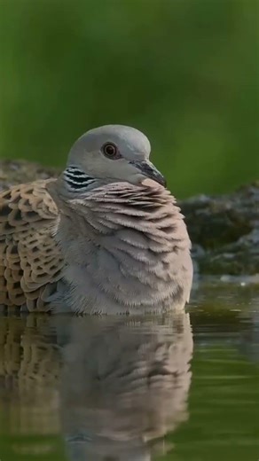 ek choriya thi jo ped pe rahte thi fir ??🐥🦢🦜🐓🐥