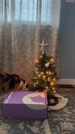 Cat Lady Box is officially the best gift under the tree!🎄🎄 We’re a subscription box made for cat people by cat people, and every box is packed with things you’ll want and toys your cats will immediately go bonkers over! Perfect for any cat lover on your list!! 👉🏻 catlady.com/products/cat-lady-box | CatLadyBox