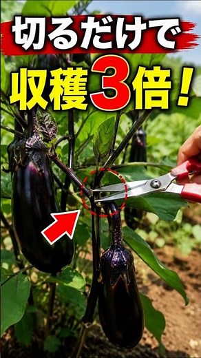 【ナス】なが～くたくさん収穫するための切り戻しの方法【有機農家直伝！無農薬で育てる家庭菜園】