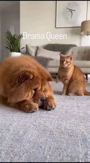 Drama Queen | Ruby Blue