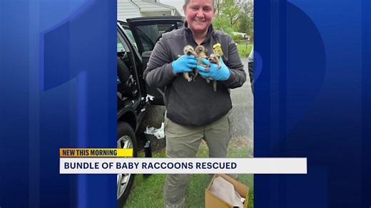 Baby raccoons found inside car after mother sneaks in through open window