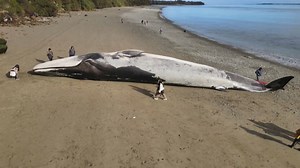 Video. Blauwal an chilenischer Küste gestrandet