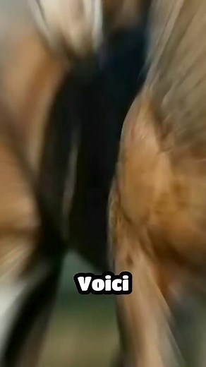 Les races de chevaux les plus chères du monde #video #videoviralシ #videoreelsシ #viral | Capitaine Jackson Olivia