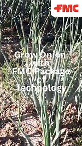 Grow Onion with FMC Package of Technology. #FMCPhilippines #GrowOnion #FMCPackageOfTechnology | FMC Philippines
