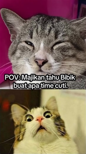 🌹He knows what I did on holiday🌹 #Meme #CapCut #fyp #trending #catsoftiktok