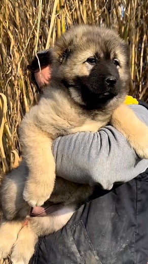 🥰😘😍😎🤩🥰 @➡️Follow @caucasian_shepherd_europe 🦁 ➡️www.balkanmasterkennel.com | Caucasian Shepherd Unity