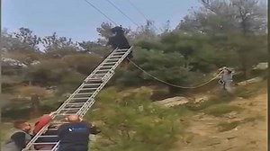 20K views · 165 reactions | Ozzy Man Reviews- Goat on a Power Line | Tune Channel | Facebook