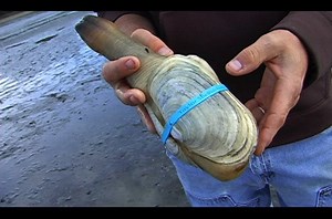 Don't Judge a Clam by Its Cover: Geoduck