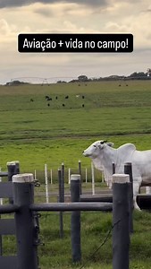 44K views · 10K reactions | AVIAÇÃO + VIDA NO CAMPO! | Jet Store Aviation | Facebook