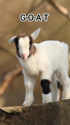 Goat Sound for Kids 🐐 | Farm Animals for Kids | Meeeh Sound #shorts#farmanimals #learnwithfun#animal