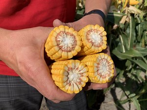 Corn School: What's the secret to winning yield contests?