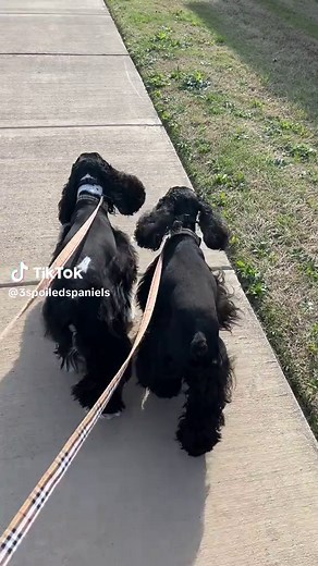 Understanding American Cocker Spaniels: Characteristics and Care
