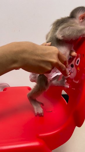 A little monkey stands nicely for Mummy to put on the diaper! 😂🐒 #monkey #PetRehoming #fallinlove #funnyanimals #animals #Petfriendly | Monkey Icy
