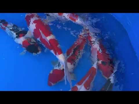 High Quality Koi Imported From Japan