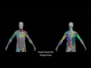 Houdini Muscle Sim WIP || H20.5