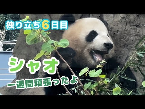 【4/21 シャオシャオ】ひとりだち6日目。今日はしっかりママと同じ場所でご飯を食べるシャオ君。ひとりぐらしにも慣れてきた様子のシャオシャオの午前中の様子です。