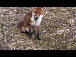 A Jack Russell Terrier meets a Fox