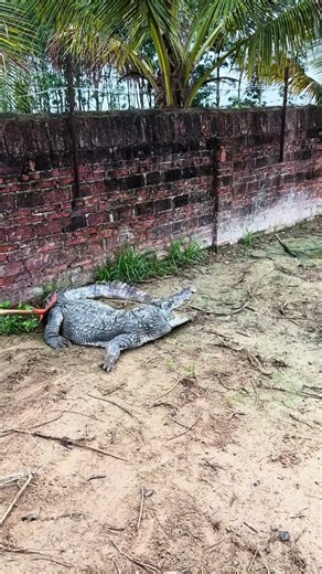 Scaled, sharp, and standing strong 🐊 #CrocFarm #WildlifeStrong #ReptileGram