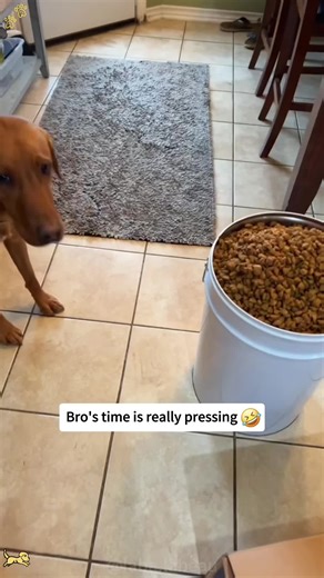 The Dog's Hilarious Eating Behavior