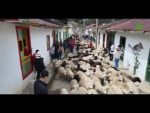 Marulanda - Caldas, Wool Festival, land of traditions.