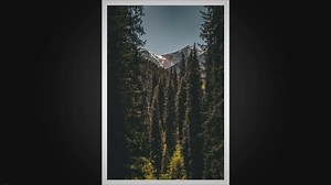 Forest and Natural Resources: The Beauty, Importance, and Protection of Forests