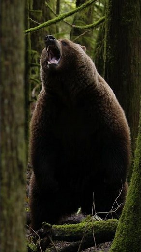 INSANE Grizzly Encounter on Trail 🐻 😨