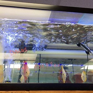 9K views · 234 reactions | Lots of gorgeous #Discus for just $39.99 each at petzonesd.com/Discus | Pet Zone Tropical Fish, San Diego, California | Facebook