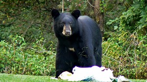 Wildlife encounters likely to increase due to climate change and development, experts say