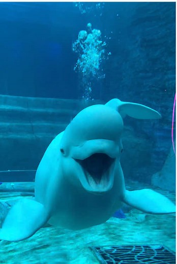 Happy Beluga Whale Moments