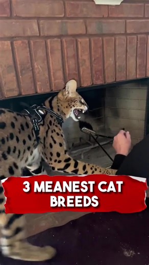 Top 3 Meanest Cat Breeds Revealed!
