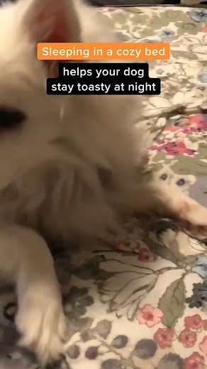 3.5K views · 48 reactions | The Benefits of a Good Dog Bed  Why you should get a high quality dog bed ASAP! #dogbed #doghealthtips #dogtips #doctors gparent #dogadvice | PetLab Co. | Facebook