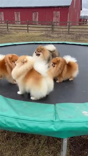 Too Cute to Be a Hero 🐶🦆 #animals #wildliferescue