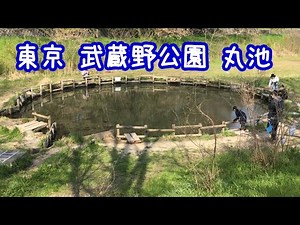 武蔵野公園 丸池で釣り