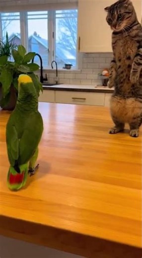 Paws and Feathers Groove: Adorable Cat & Parrot Dance Party! #catdance #animalshorts #viralvideo